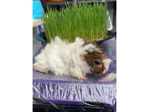 Guinea pig ler bebek