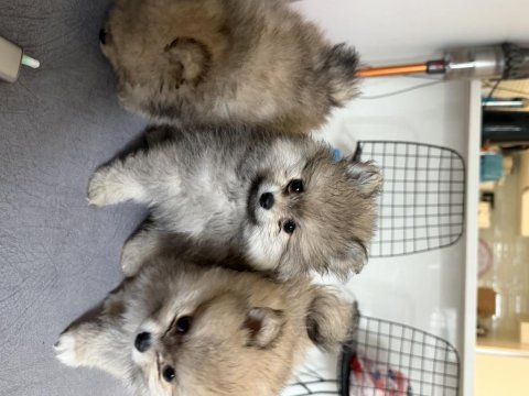 Pomeranian boo bebekler
