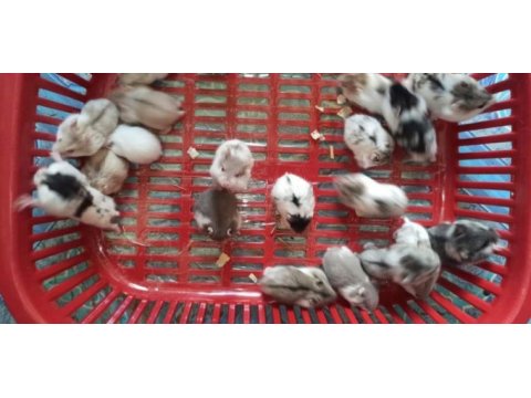 Her ırk hamster bebek ve malzemeleri adrese teslim mevcut