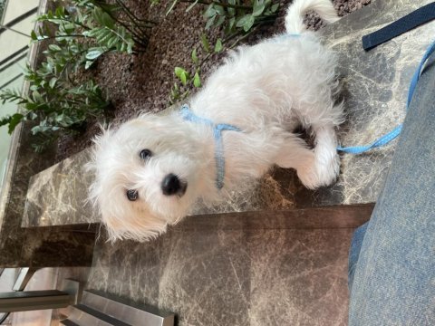 Maltese terrier 3 aylık