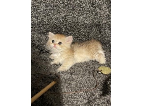 Anne baba şecereli golden safkan british longhair dişi