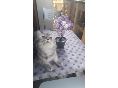 2 yaşında sevecen ücretsiz kedimiz