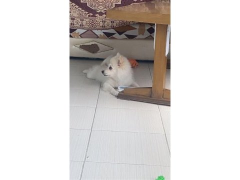 Japon spitz 5 aylık