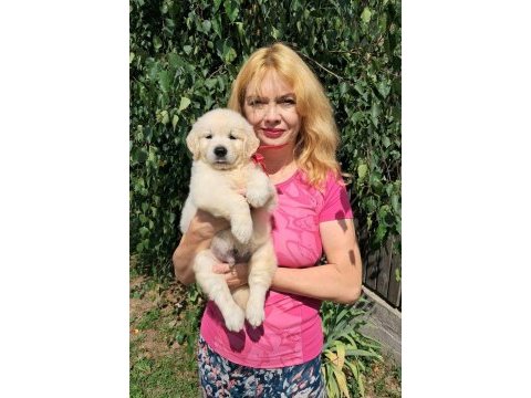 Golden retriever yavrularımız evinizin neşesi olacaktır