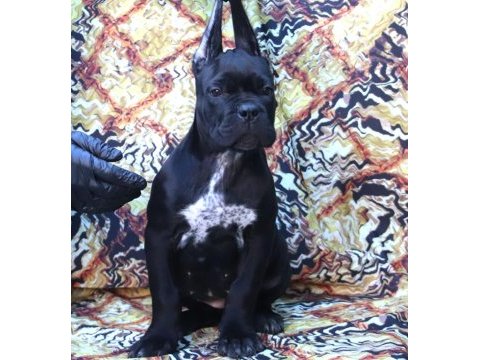 Fcı-kıf secereli safkan cane corso yavrular
