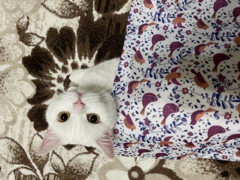 Ücretsiz sahiplendirme british shorthair kedimiz