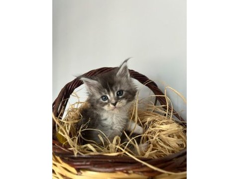 Safkan full şecereli maine coon bebekler