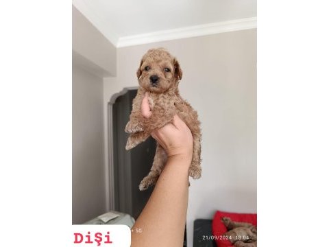 Toy poodle yavrularımız