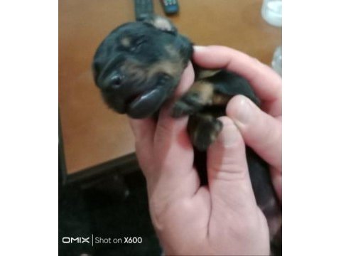 Doberman yavrularımız sahiplendirilecektir