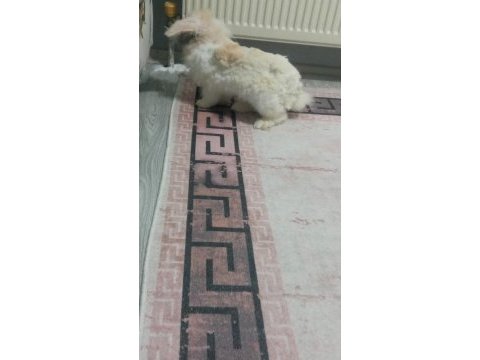 Hollanda teddy lop tavşanı