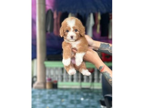 Maltipoo yavrularımız