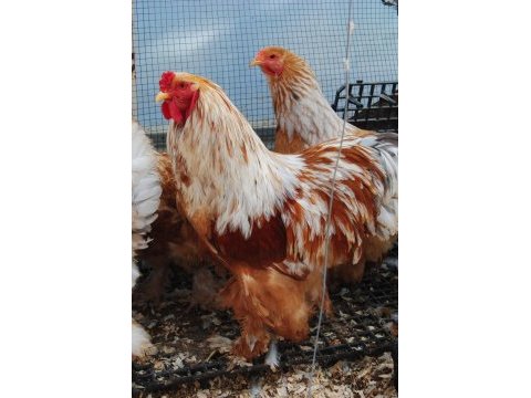 Lemon brahma kuluçkalık yumurta & civciv