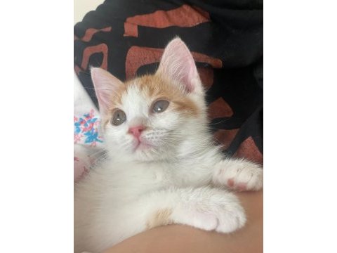 İki oyuncu kız kardeş kediyi ücretsiz sahiplendiriyorum