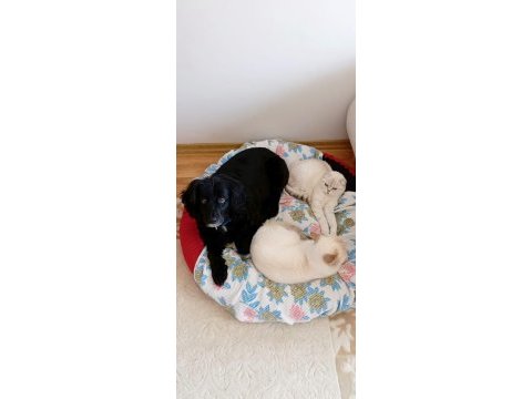 Cocker spaniel dişi 5 yaşında
