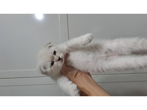 Scottish fold oyuncu yavrular