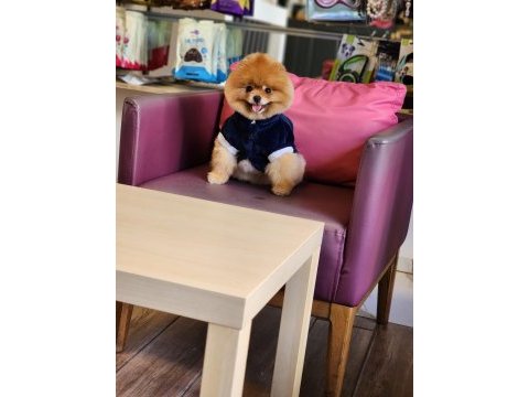 A kalite ayı surat pomeranian boo
