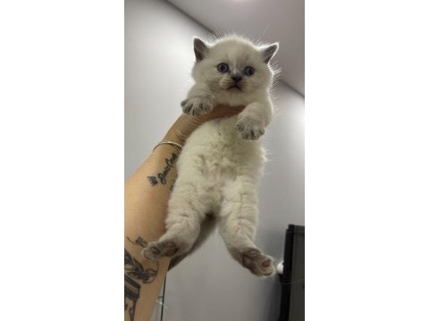 British shorthair yavruları