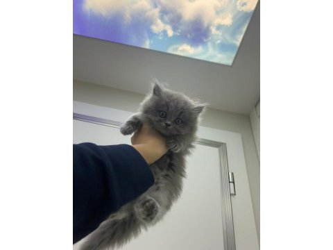 British longhair bebekler