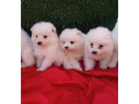 Kar beyaz samoyed yavrular teslime hazır