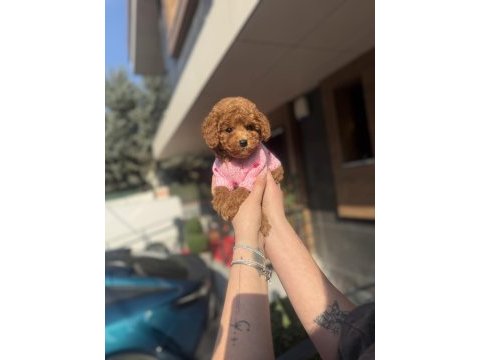 Toy poodle köpeklerimiz