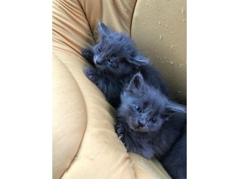 1 russian blue kedim kaldı onuda sahiplendirmek istiyorum