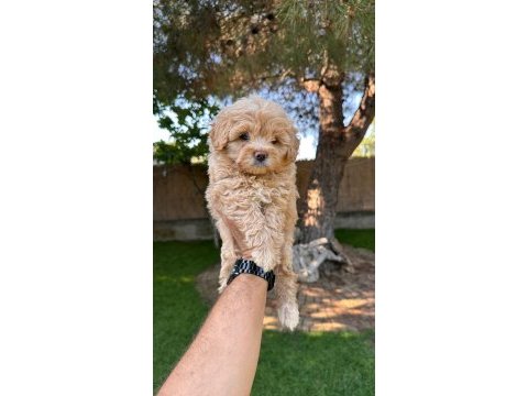 Sağlık ve ırk garantili maltipoo yavrularımız 
