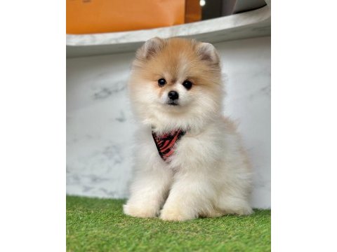 Sevimli pomeranian boo yavrularımız
