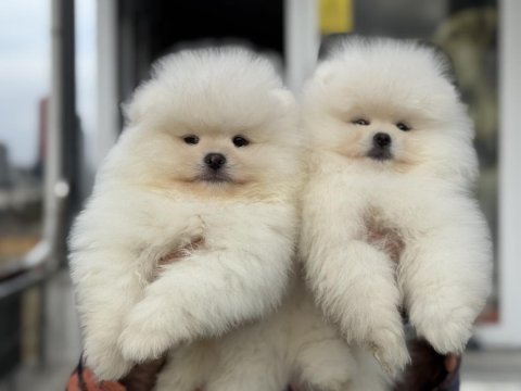 Ankaranın en seçkin teddy face pomeranian ları