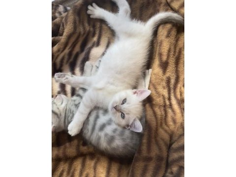 British shorthair çok sağlıklı oyuncu dişi bebeğimiz