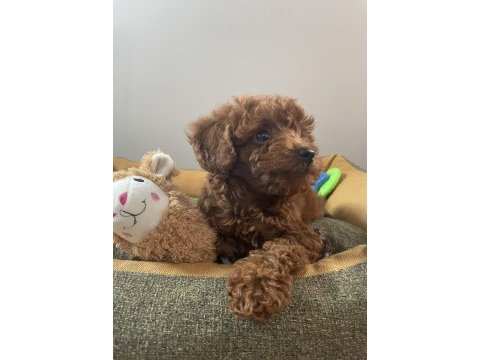 Micro boy toy poodle kızımız yeni yuvasını arıyor