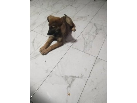 Sahibinden bakımlı köpeğimiz