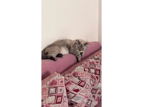 Bir ömürlük yuva arıyor 1 yaşında british shorthair