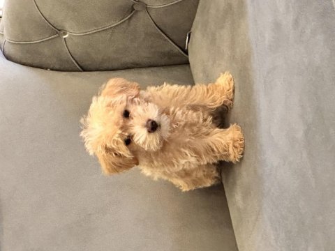 Toy poodle apricot