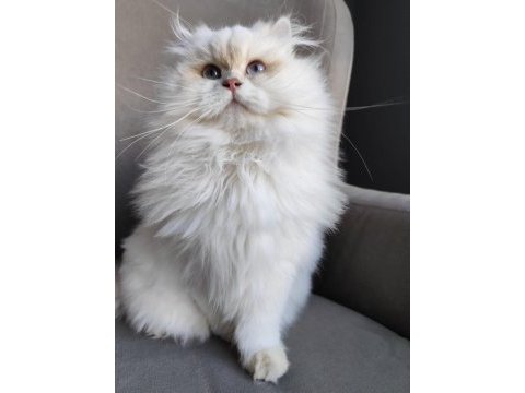 British longhair 2 yaşında
