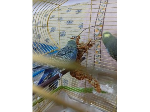 Show jumbo cift sağlıklı bakımlı kuşlar