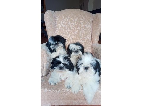 A kalite şecereli shih tzu yavruları