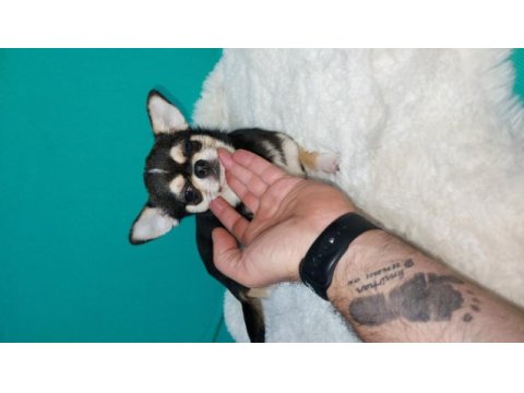 6 aylık chihuahua erkekler