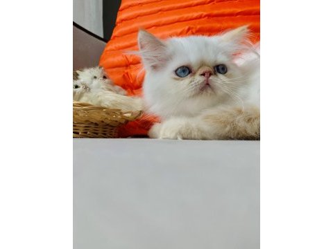 İran persian