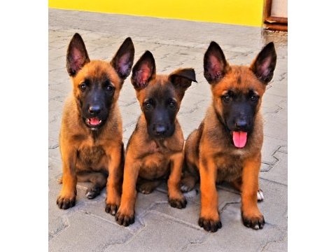 Malinois yavrularda son nokta