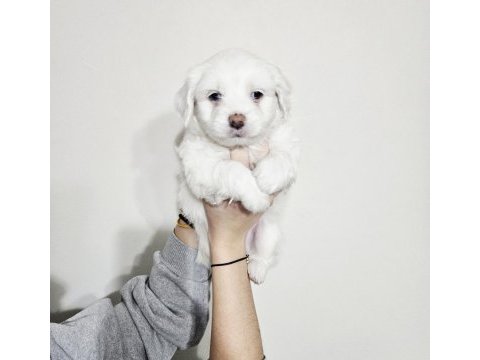 Maltese minikler