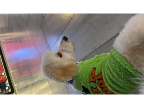 Maltipoo köpeğimi çok üzülerek sahiplendiriyorum