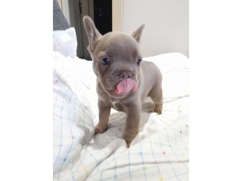 İsabella and tan erkek yavru french bulldog