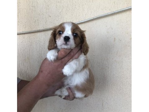 Kg garantili cavalier king charles bebek