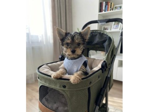Çok uyguna yorkshire terrier
