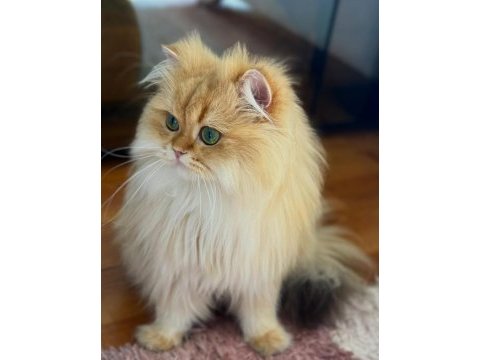 Şecereli british longhair golden by11 yetişkin erkek