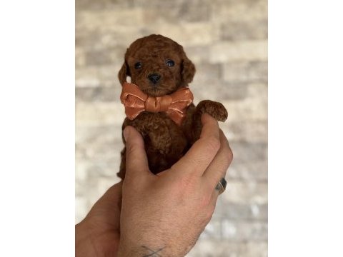 Minik kalan toy poodle red brown renk