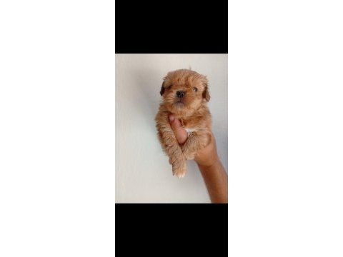 Dişi erkek maltipoo yavrular tuvalet eğitimli
