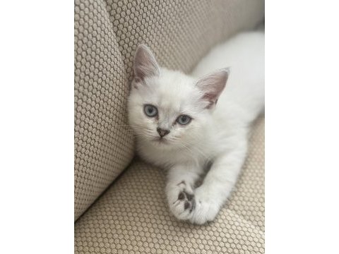 Dişi british shorthair 2 aylık kedi