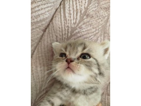 Minnaklar kediler