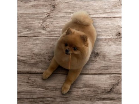 Wc eğitimli aşıları tam pomeranian